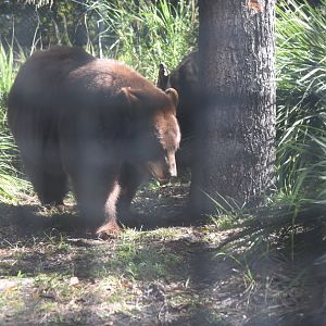 American Black Bear (Brown Morph, not a Brown Bear. He is an American Black Bear)