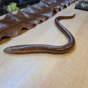 European legless lizard