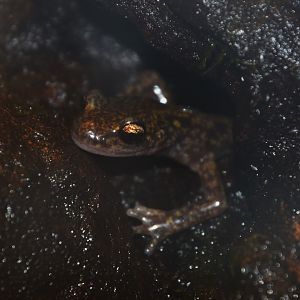 Japanese clawed salamander (Onychodactylus japonicus)