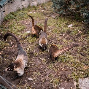 Coatis