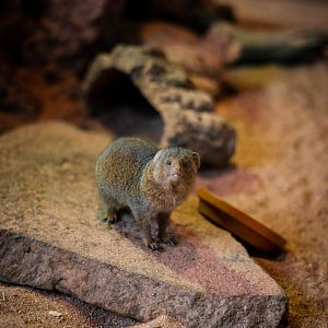 Pygmy Mongoose