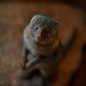 Pygmy Mongoose