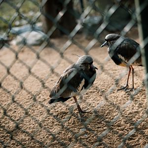 Southern Lapwings