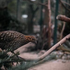 Crimson Horned Pheasant (female)