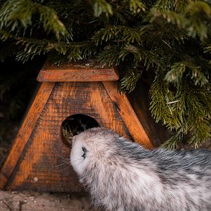 Opossum checking out Eastern Spotted Skunk