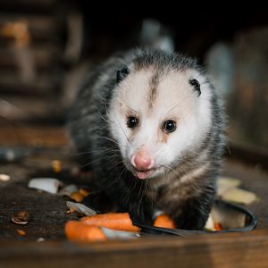 Virgina Opossum