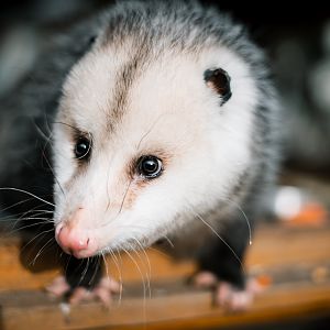 Virgina Opossum