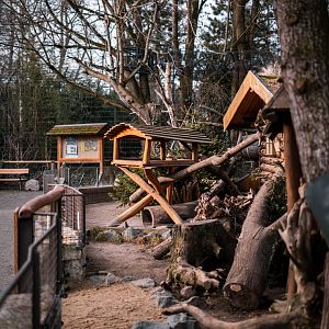 Spotted Skunk, North American Porcupine and Virgina Opossum