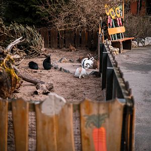 Domesticated Rabbits