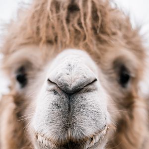 Bactrian Camel