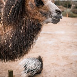 Bactrian Camel and Porcupine