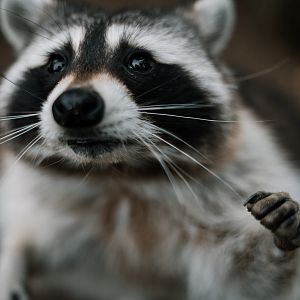 Raccoon