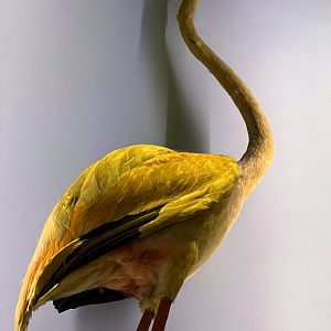 American Flamingo