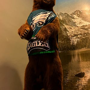 Brown Bear - Fly Eagles Fly!
