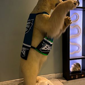 Polar Bear - Fly Eagles Fly!