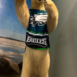 Polar Bear - Fly Eagles Fly!