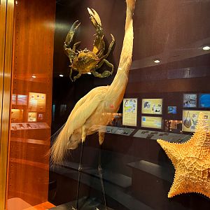 Great Egret, Crab & Starfish