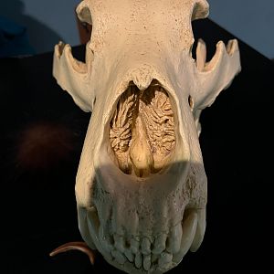 Brown Bear Skull Replica