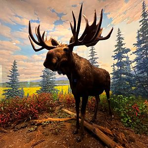 Moose Diorama