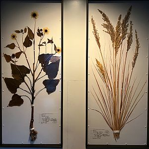 Common Sunflower & Plume Grass