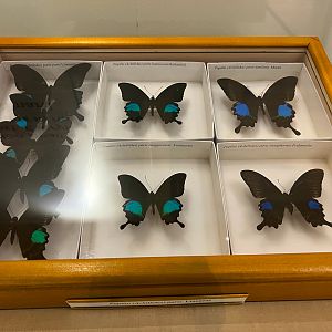 Paris Peacock Butterflies