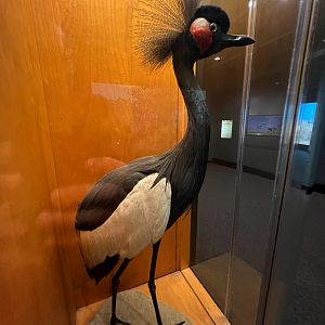 Black Crowned Crane