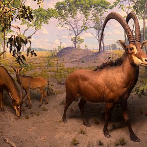 Giant Sable Antelope Diorama
