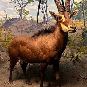 Giant Sable Antelope Bull
