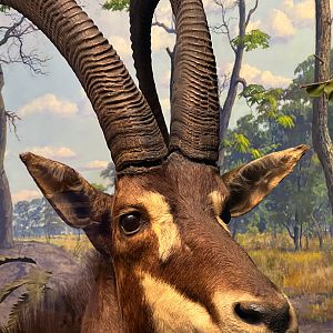 Giant Sable Antelope Bull Closeup