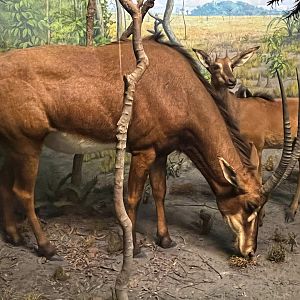 Giant Sable Antelope Cow & Calf