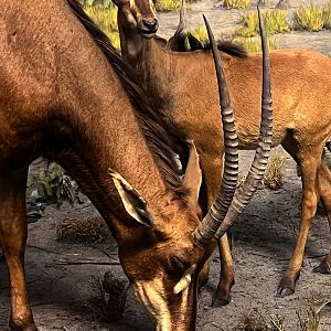 Giant Sable Antelope Cow & Calf Closeup