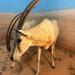 Desert of Borkou Diorama Scimitar Horned Oryx's