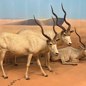 Desert of Borkou Diorama Addaxes