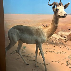 Desert of Borkou Diorama Dama Gazelle