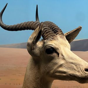 Desert of Borkou Diorama Dama Gazelle Closeup