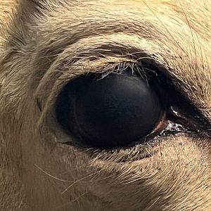 Desert of Borkou Diorama Dama Gazelle Eye