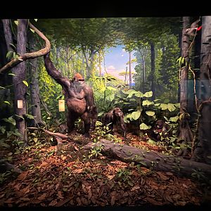 Western Lowland Gorilla Diorama