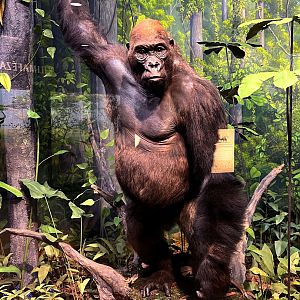 Western Lowland Gorilla Silverback