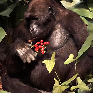 Western Lowland Gorilla Young Male