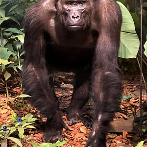 Western Lowland Gorilla Female
