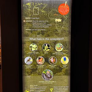 Western Lowland Gorilla Diorama Sign