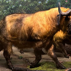 Sichuan Takin Bull