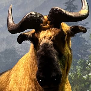 Sichuan Takin Bull Closeup