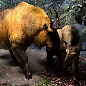 Sichuan Takin Cow & Kid