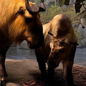 Sichuan Takin Cow & Kid Closeup