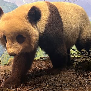 Giant Panda