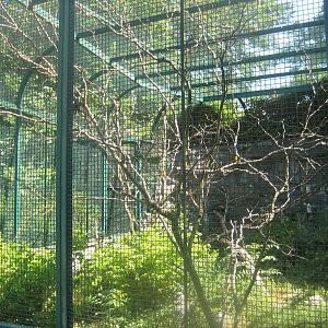 Berlin Tierpark - Jandaya parakeet aviary