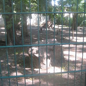 Berlin Tierpark - Musk deer exhibit
