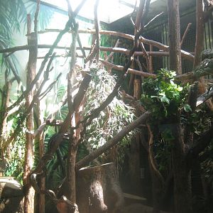 Berlin Tierpark - Monkey house - Callithricid exhibit