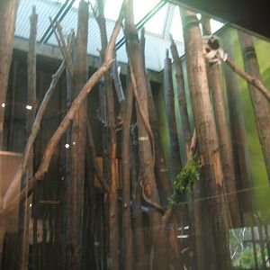 Berlin Tierpark - Monkey house - Sifaka exhibit